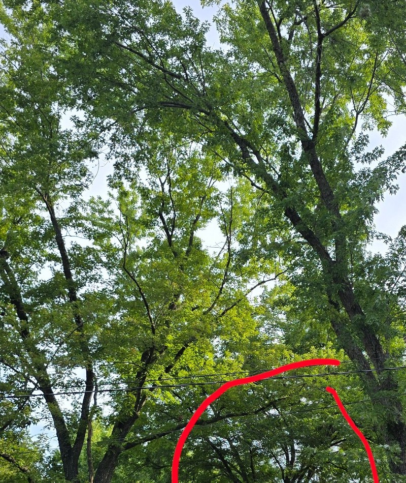 Pecan Harvest Timing / Immature Nut Field Notes — pecan-tree-overview-safe.jpg